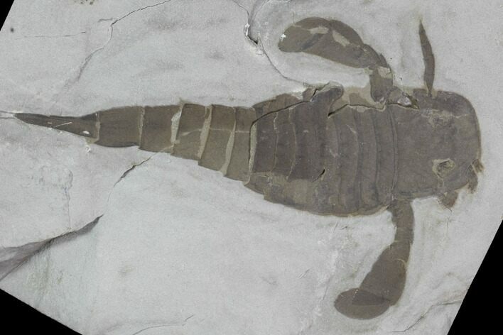 Eurypterus (Sea Scorpion) Fossil - New York #86879
